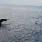 Humpback whales surfacing beside a Cape Ann whale watching boat off Gloucester, Massachusetts