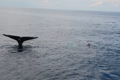 Humpback whales surfacing beside a Cape Ann whale watching boat off Gloucester, Massachusetts