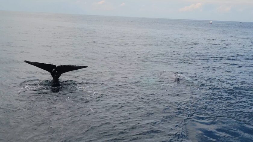 Humpback whales surfacing beside a Cape Ann whale watching boat off Gloucester, Massachusetts