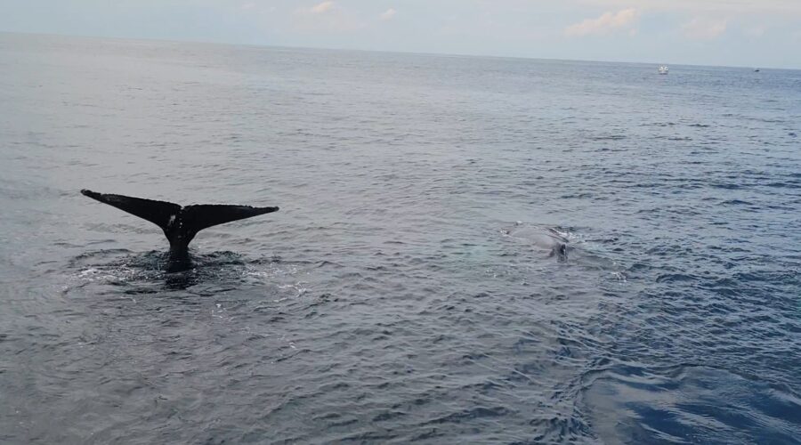 Humpback whales surfacing beside a Cape Ann whale watching boat off Gloucester, Massachusetts