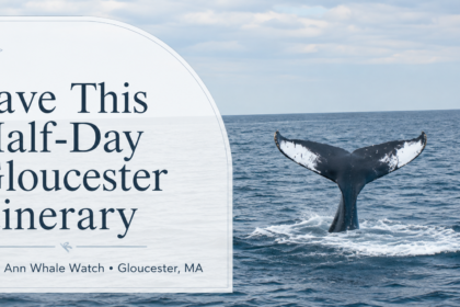 Feature image for “Save This Half-Day Gloucester Itinerary” showing a humpback whale tail during a Cape Ann Whale Watch in Gloucester, Massachusetts.