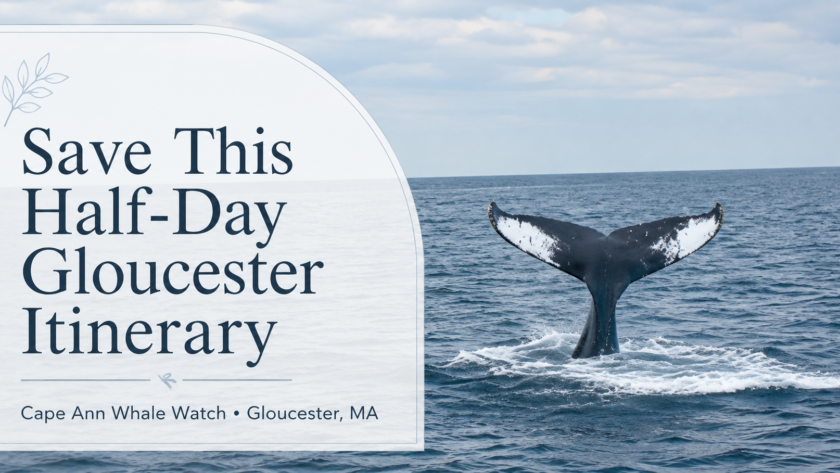 Feature image for “Save This Half-Day Gloucester Itinerary” showing a humpback whale tail during a Cape Ann Whale Watch in Gloucester, Massachusetts.