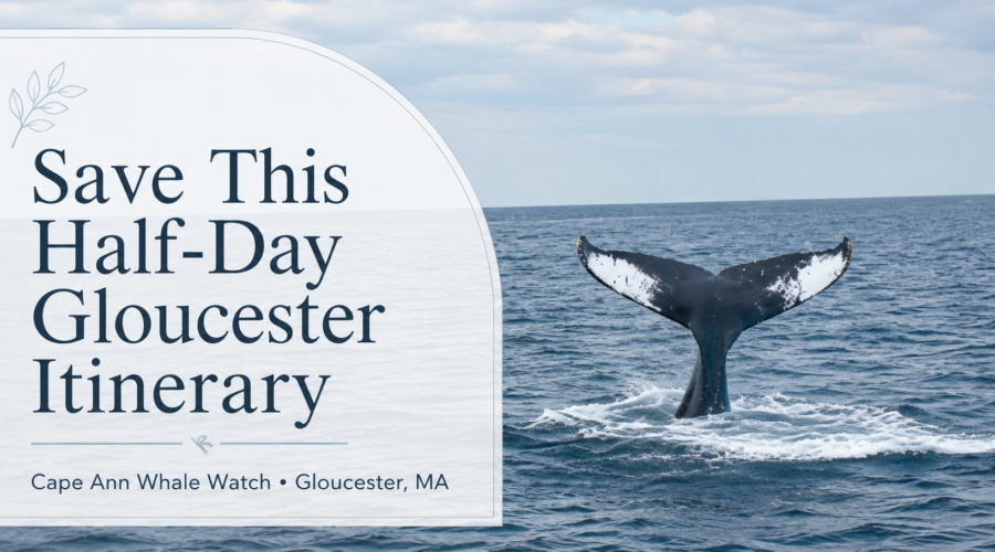 Feature image for “Save This Half-Day Gloucester Itinerary” showing a humpback whale tail during a Cape Ann Whale Watch in Gloucester, Massachusetts.